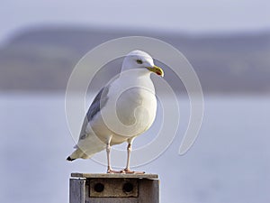 Herring Gull - Larus argentatus