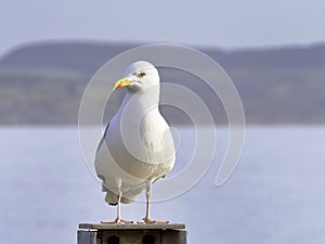 Herring Gull - Larus argentatus