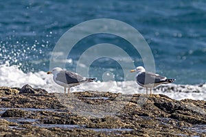 Herring gull (Larus argentatus