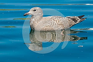 Herring Gull - Larus argentatus