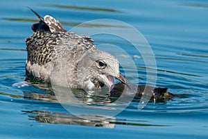 Herring Gull - Larus argentatus