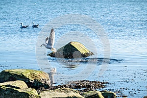 Herring gull Larus argentatus fishing in a small bay..