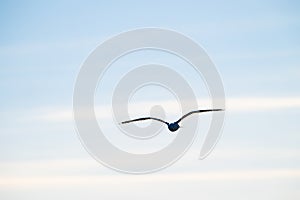 Herring gull Larus argentatus fishing in a small bay..