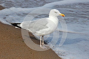 Herring Gull Larus argentatus on seashore