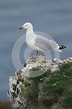 Herring gull, Larus argentatus