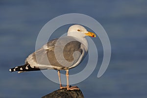 Herring Gull (Larus argentatus smithsonianus)