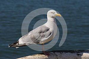 Herring Gull