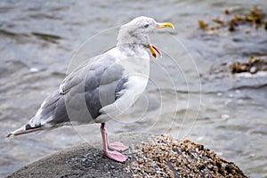 Herring Gull Larus Argentatus standing seaside