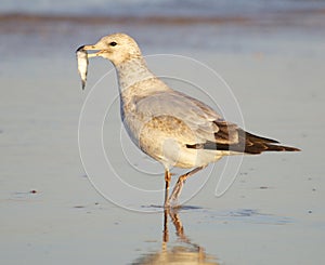 Herring Gull, Larus delawarensis argentatus photo