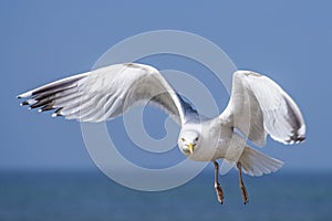 Herring gull, Larus fuscus L. flying