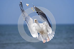 Herring gull, Larus fuscus L. flying