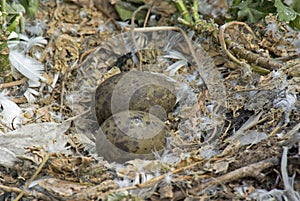 Herring Gull Nest with Eggs