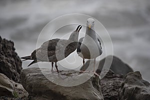 Herring Gull Offspring Nagging Adult for Food