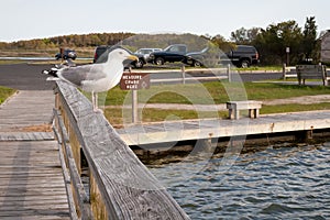 A Herring Gull perched near a crabbing area at Assateague Island