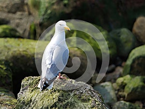 Herring Gull Perched on Rocks