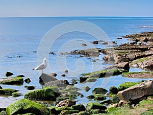 Herring Gull Perched on Rocks