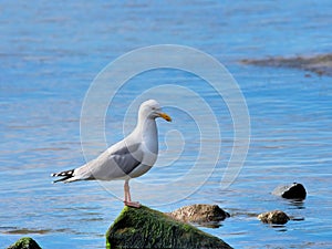 Herring Gull Perched on Rocks