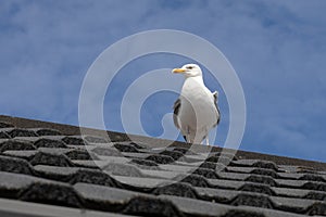 herring gull perched on roof top