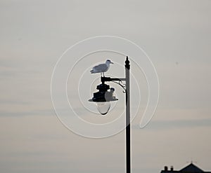 Herring gull perched on a street lamp