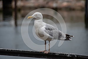 A herring gull in the port of WarnemÃ¼nde