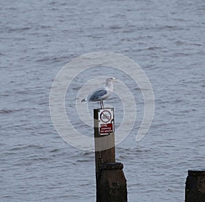 Herring gull on a post in the sea
