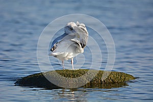 A Herring Gull preening on a rock