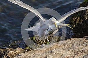 Herring gull preparing to feed on dead bluefish photo