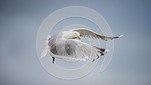 Herring Gull`s flight in the blue sky