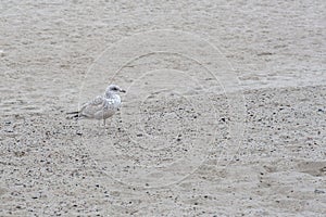 Herring gull on a sandy beach