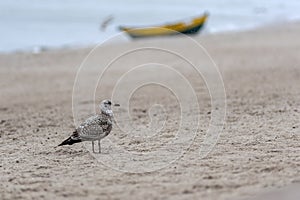 Herring gull on a sandy beach