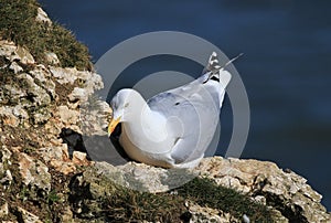 Herring gull sat nesting on a cliffs edge