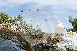 The Herring Gull is a sea gull, which usually nests on cliffs in colonies, occasionally lone p