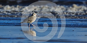 Herring gull