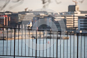 Herring gull sitting on a metal railing with a view over the city