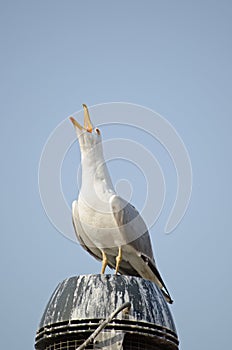 Herring Gull squarking
