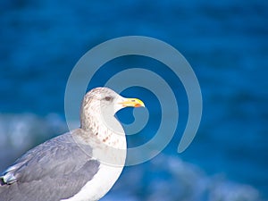 Herring gull standing in front of blue ocean