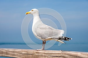 Herring gull standing on a railing