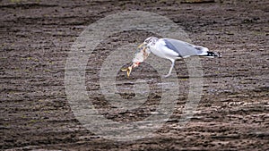 Herring Gull with Sushi