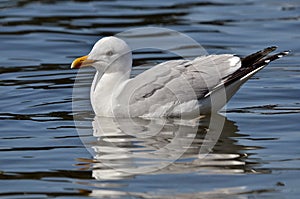 Herring gull swimming on water