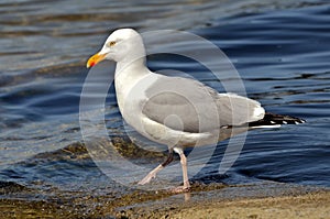 Herring gull walking in water