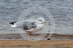 Herring gull on a waterfront in northern Ontario