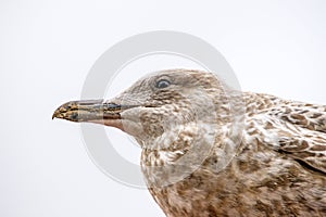 Herring gull, young bird, closeup of the head