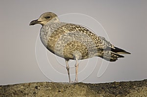 Herring Gull, Zilvermeeuw, Larus argentatus