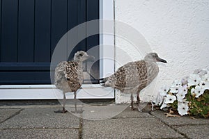 Herring Gull, Zilvermeeuw, Larus argentatus