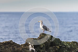 Herring Gulls