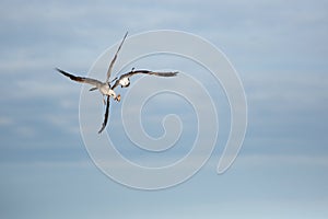 Herring gulls fighting in flight