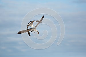 Herring gulls fighting for prey