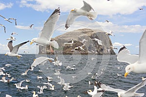 Herring gulls floating on sea and flying