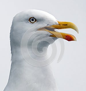 Herring gulls are large, noisy gulls found throughout the year around our coasts. photo