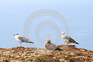 Herring gullsnear Cabo de Sao Vicente, Portugal